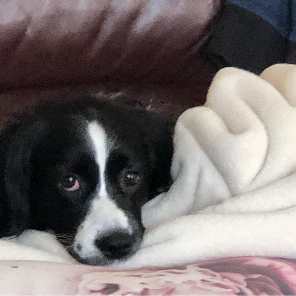 Meet your Posher, Mandy - Picture 4 of 12